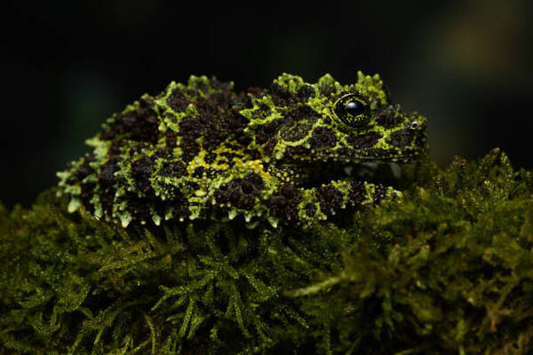 Vietnam Mossy Frog (Theloderma corticale)