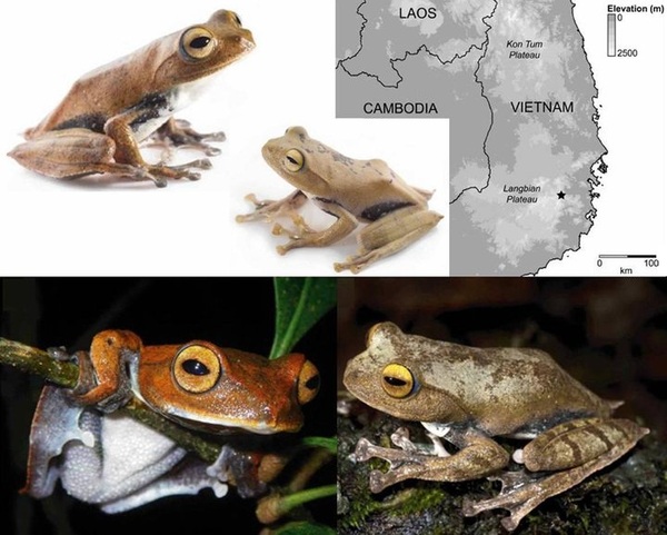 Vampire Flying Frog (Rhacophorus vampyrus)