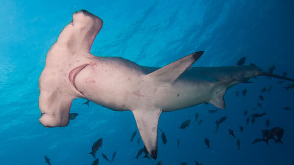 Hammerhead Shark (Sphyrnidae family)