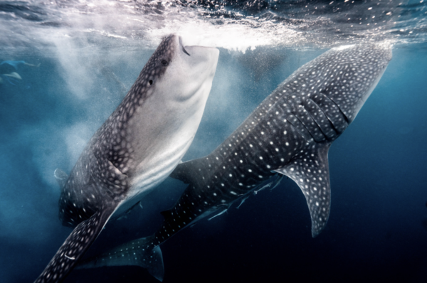 Whale Shark (Rhincodon typus)