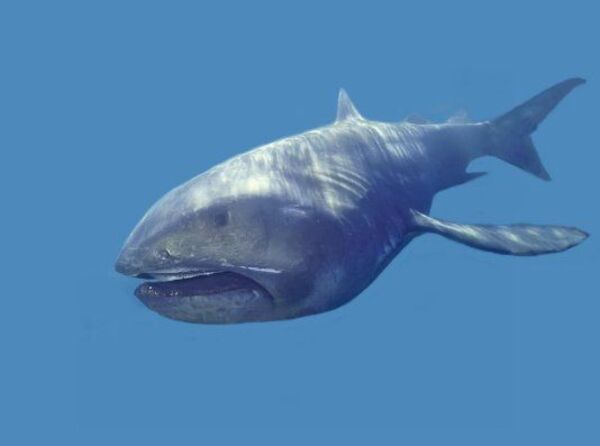 Megamouth Shark (Megachasma pelagios)