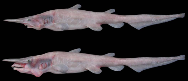 Goblin Shark (Mitsukurina owstoni)