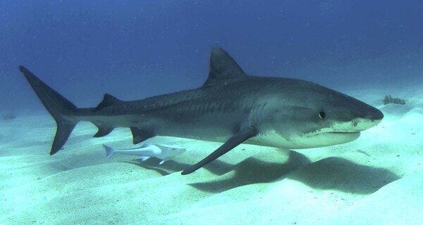 Tiger Shark (Galeocerdo cuvier)