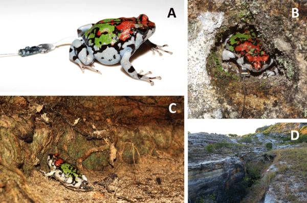 Madagascar Rainbow Frog (Scaphiophryne gotlebei) 