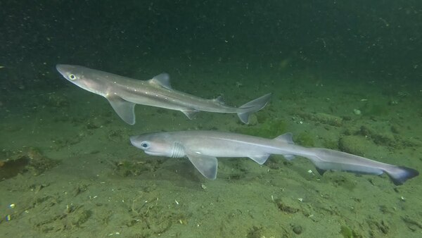 Six-Gill Shark (Hexanchus griseus)