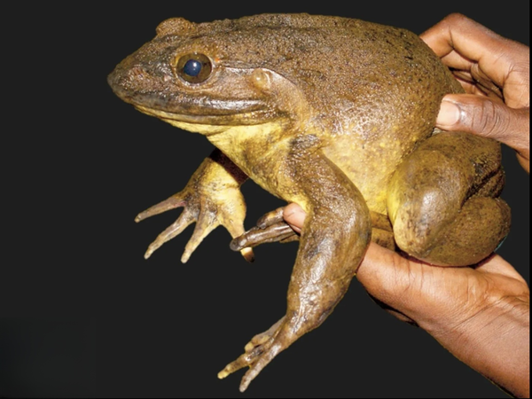 Goliath Frog (Conraua goliath) 