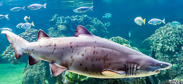 Ragged-Tooth Shark (Carcharias taurus)