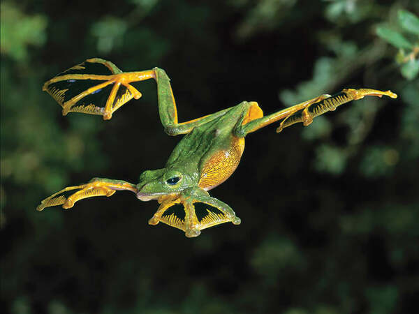 Black Palm Tree Frog (Rhacophorus nigropalmatus)