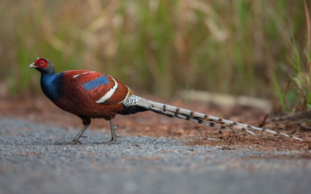 Black-Necked Pheasant (Syrmaticus humiae)