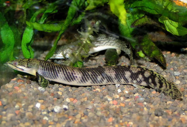 Dinosaur Bichirs (Polypterus spp.)