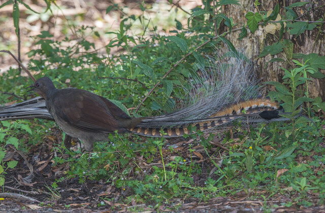 Lyrebird (Menura)