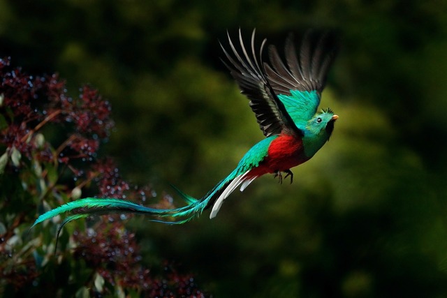 Resplendent Quetzal (Pharomachrus mocinno) 