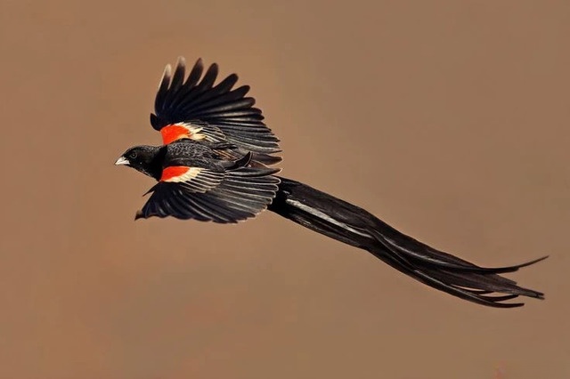 Long-Tailed Widowbird (Euplectes progne)