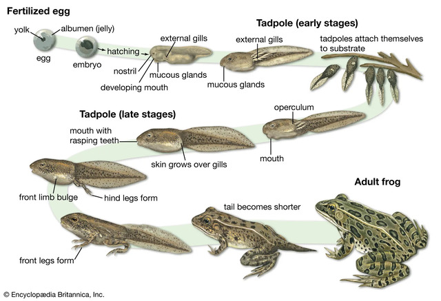 Frog's Life Cycle