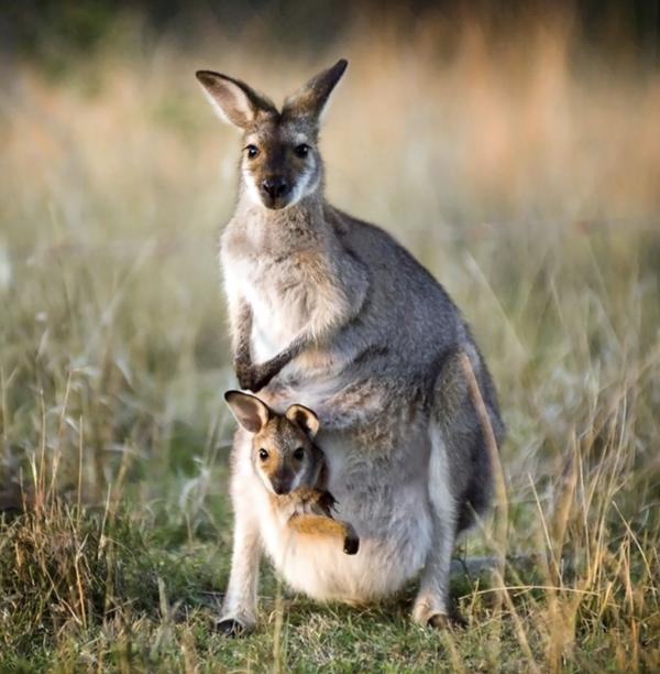 Kangaroos