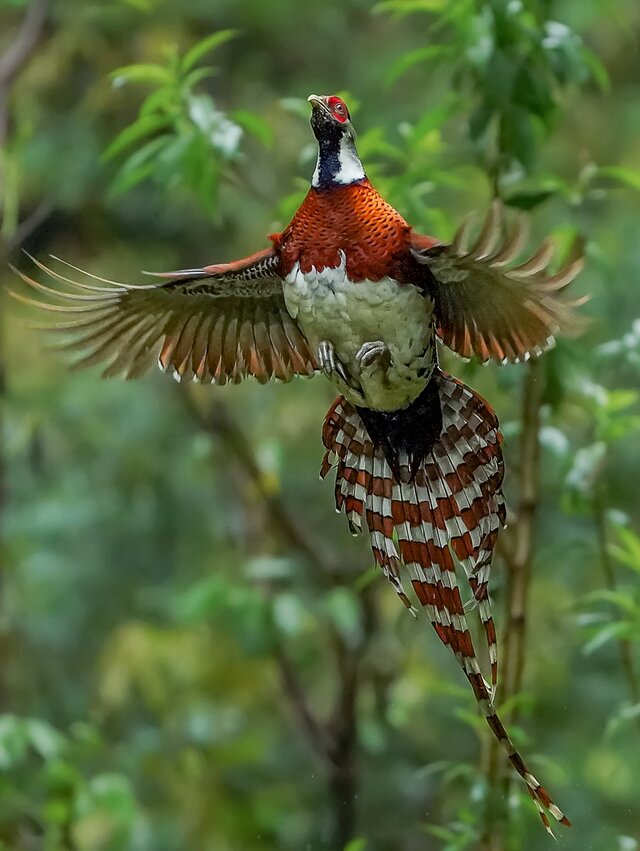 Elliot's Pheasant (Syrmaticus ellioti)