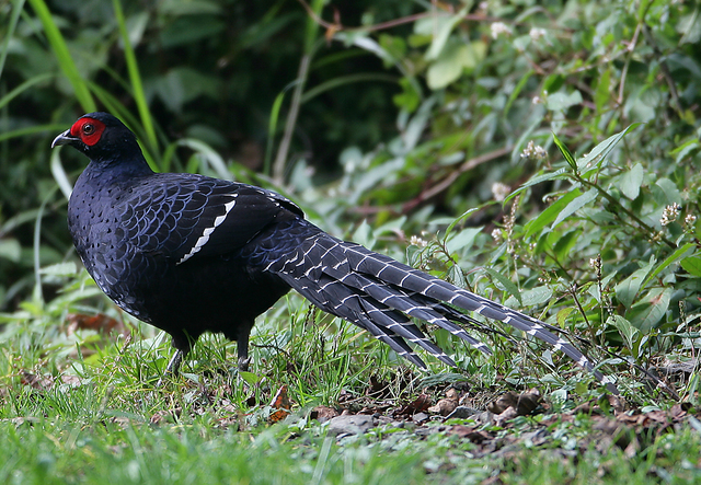 Black-Tailed Pheasant (Syrmaticus mikado)