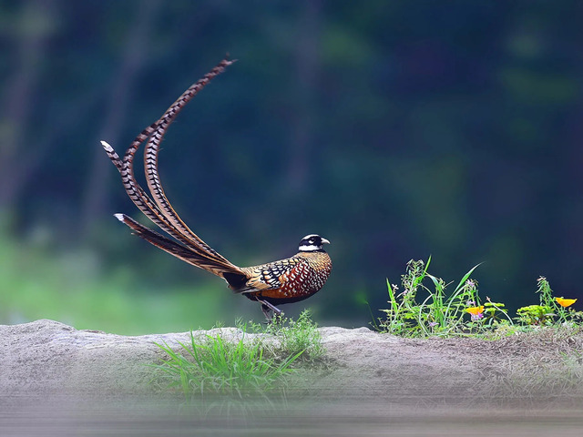 Reeves’s Pheasant (Syrmaticus reevesii)