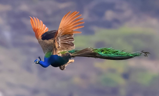 Top 10 Birds with the Longest Feathers: Nature's Luxurious Tail Feathers