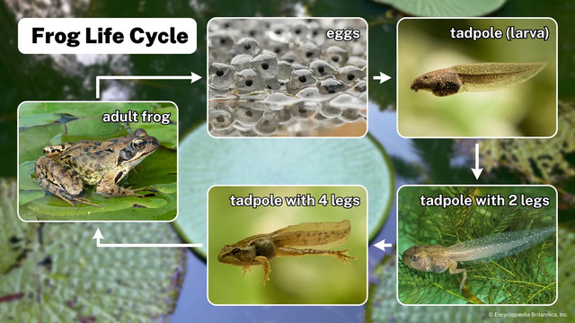 The Four Main Stages of a Frog's Life Cycle