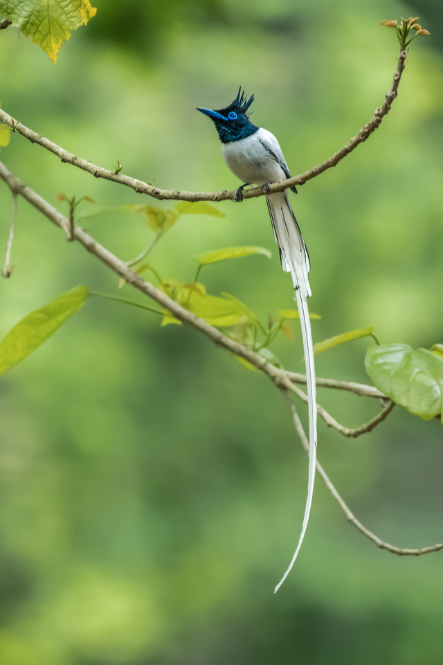 Asian Paradise Flycatcher (Terpsiphone paradisi)