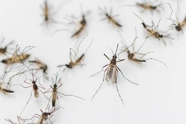 When Will Mosquitoes Disappear? A Comprehensive Analysis