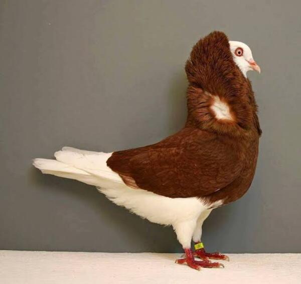 12 Most Bizarre Fancy Pigeon Breeds: The Strangest and Most Beautiful Pigeons in the World