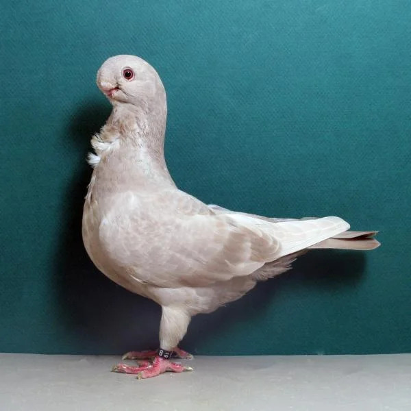 African Owl Pigeon