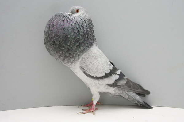  Pouter Pigeons