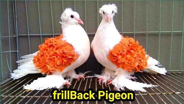 Frillback Pigeon