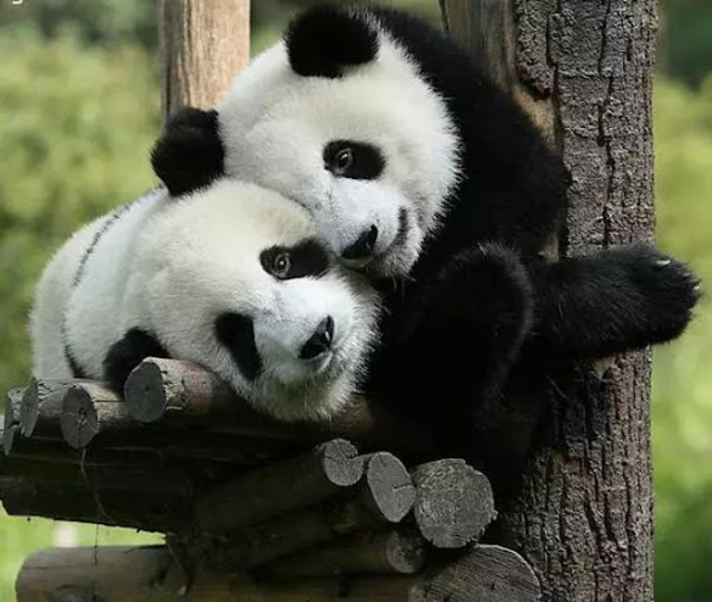 Gansu Giant Panda (Ailuropoda melanoleuca)