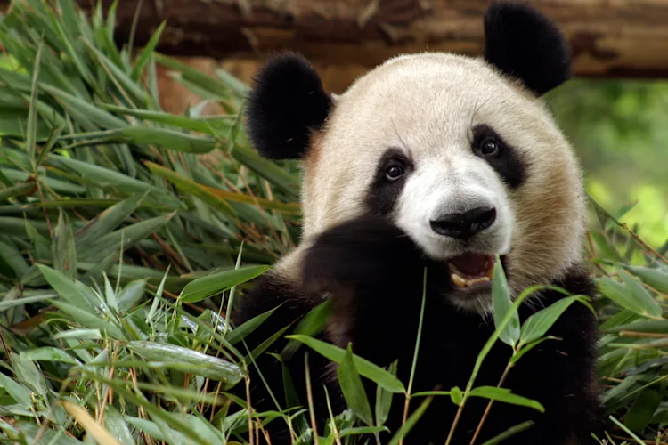 giant panda (Ailuropoda melanoleuca)