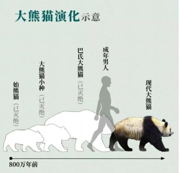 The Evolutionary History of the Giant Panda: From Ancestral Origins to Modern Conservation