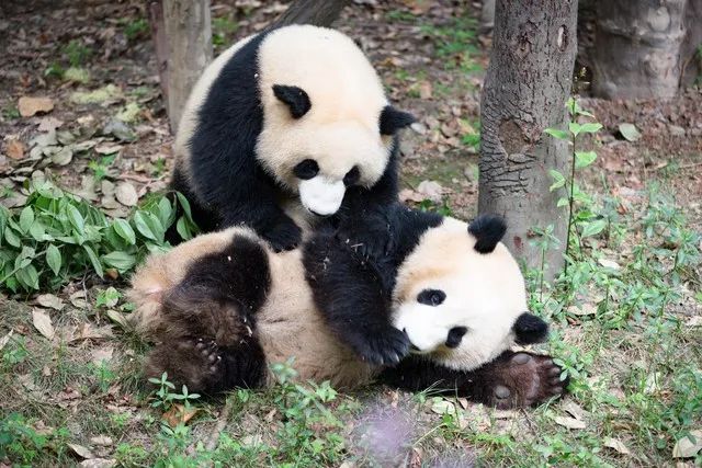 giant panda (Ailuropoda melanoleuca)