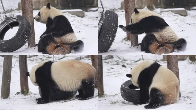 Qinling Giant Panda (Ailuropoda melanoleuca qinlingensis)