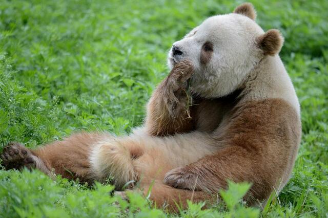 Why Are Giant Pandas Only Found in China?