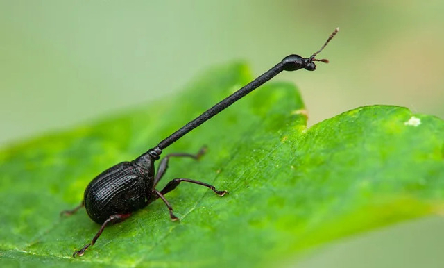 Black Long-Necked Weevil (Paratrachelophorus katonis)