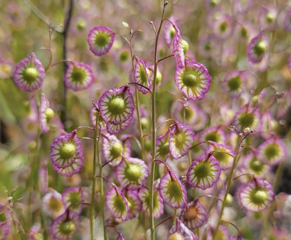 Thysanocarpus radians: A Unique Wildflower with Radiant Seed Pods