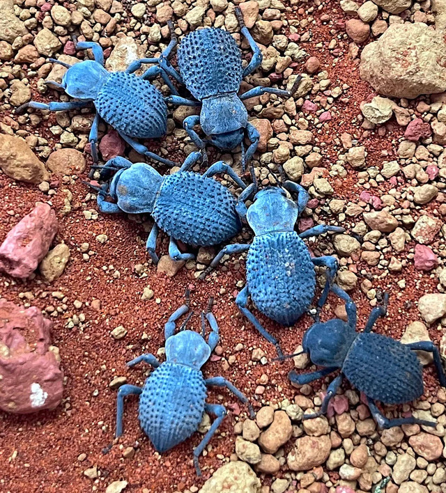 Blue Death Feigning Beetle (Asbolus verrucosus)