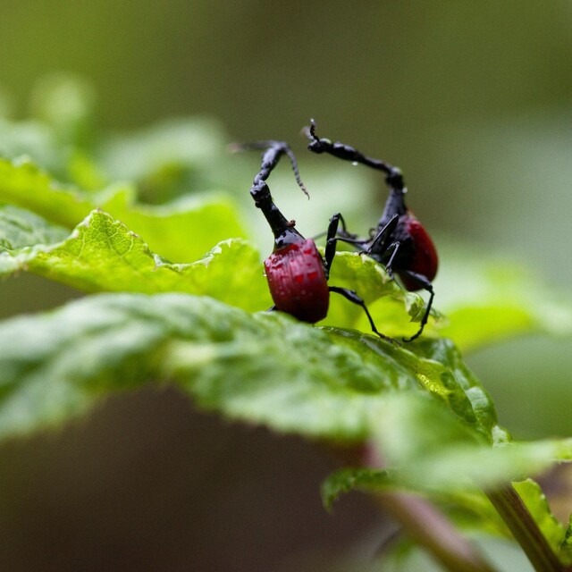 Giraffe Weevil (Trachelophorus giraffa)