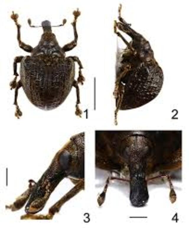 Wallace’s Fig Weevil (Omophorus wallacei)