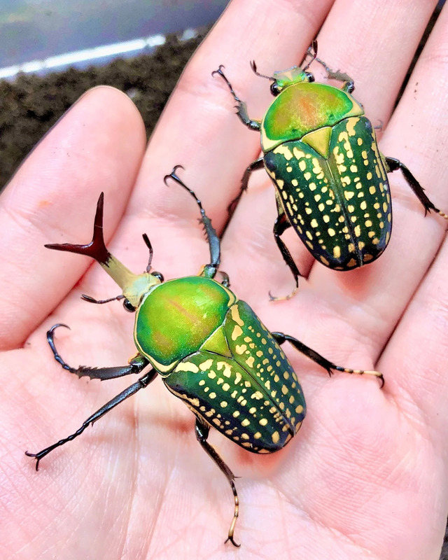 Harris’ Rhinoceros Beetle (Mecynorhina harrisi)