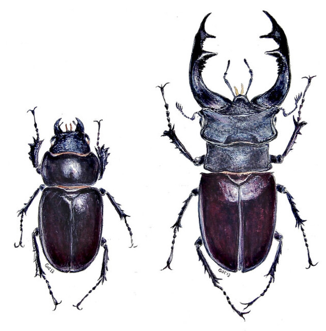 Stag Beetle (Lucanus cervus)