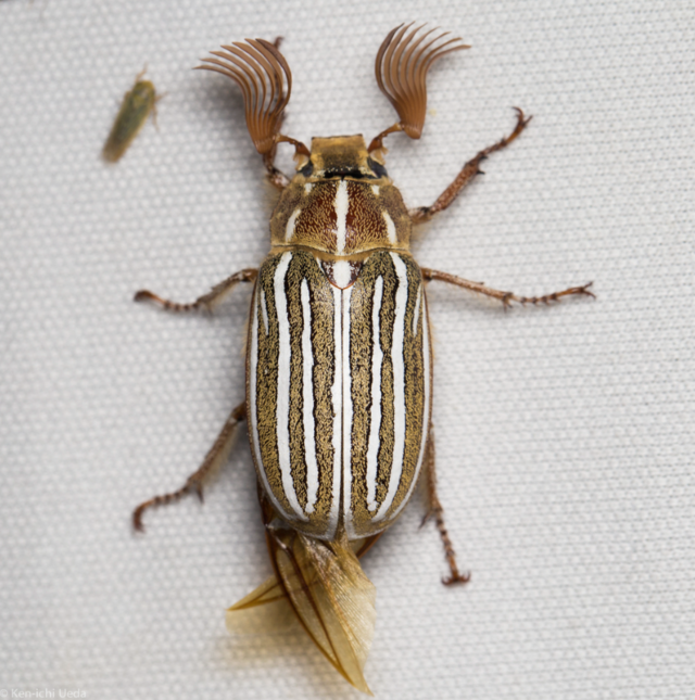 Polyphylla decemlineata: The Ten-Lined June Beetle – Identification, Habitat, and Life Cycle