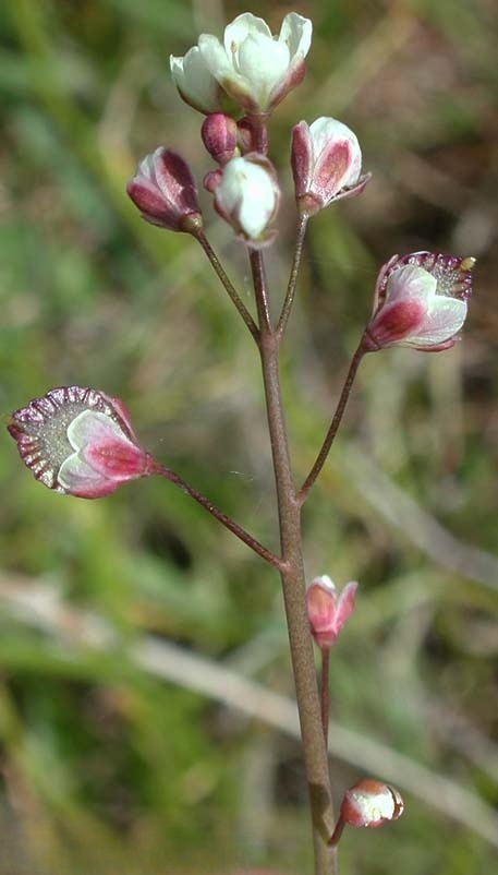 Thysanocarpus radians, commonly known as ribbed fringepod or showy fringe pod