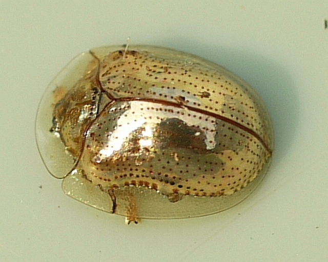 Golden Tortoise Beetle (Charidotella sexpunctata)