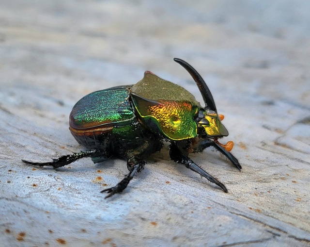 Rainbow Dung Beetle (Phanaeus vindex)