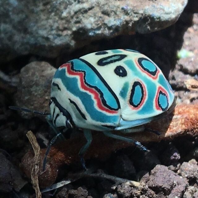 Picasso Bug (Sphaerocoris annulus)