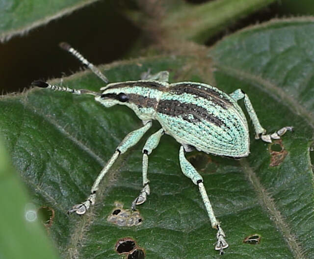 Humped Back Weevil (Episomus takahashii)