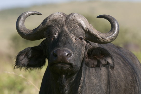 Water Buffalo